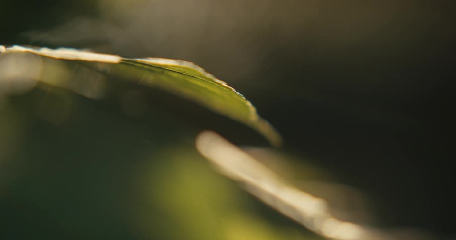 The edge of a green leaf shimmering and shaking in the breeze and sunlight