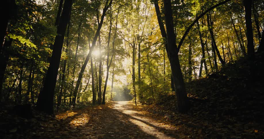 The sun is setting in a landscape surrounded by trees