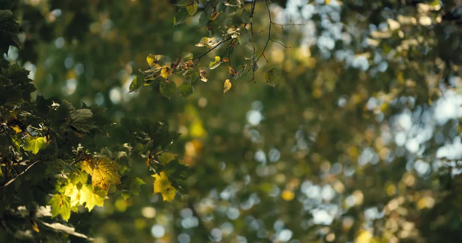The sun shining down on a leaves in a forest