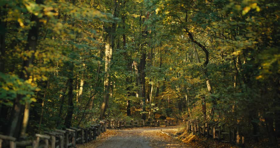 A leaf covered road runs through the woods as sunlight shines through the trees