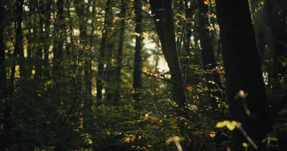 Sunlight shines through the trees in the forest and shines upon plants on the ground