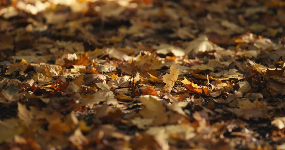 The sun shines brightly upon leaves on the ground in golden fall colors in the woods