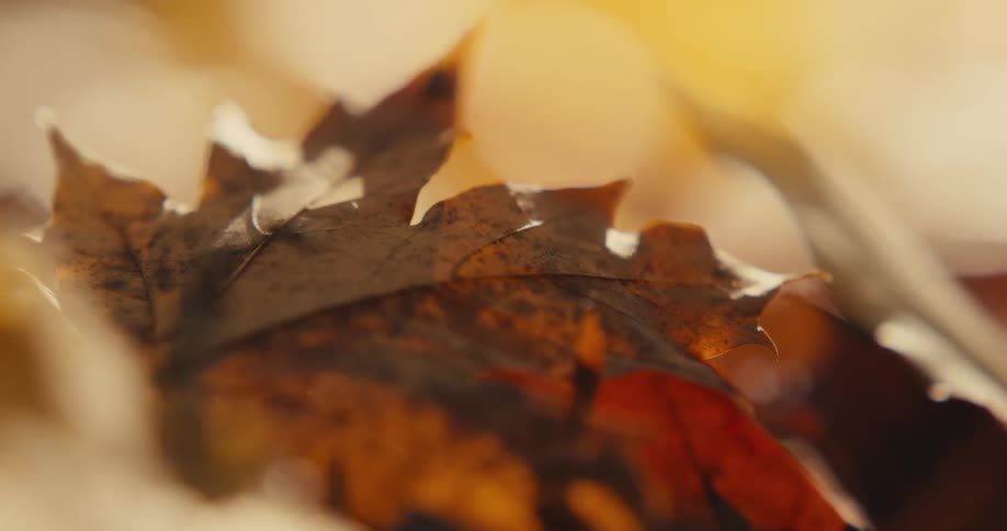 An orange and brown autumn leaf