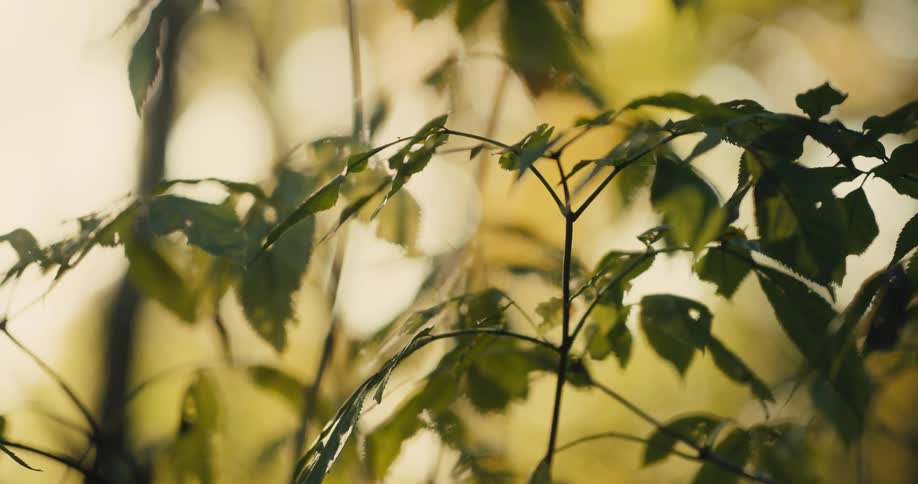 Small green plants with leaves are gently swaying in the breeze