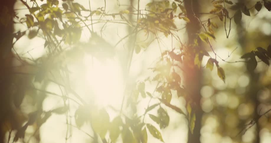Sunlight is shining through trees and plants in a forest