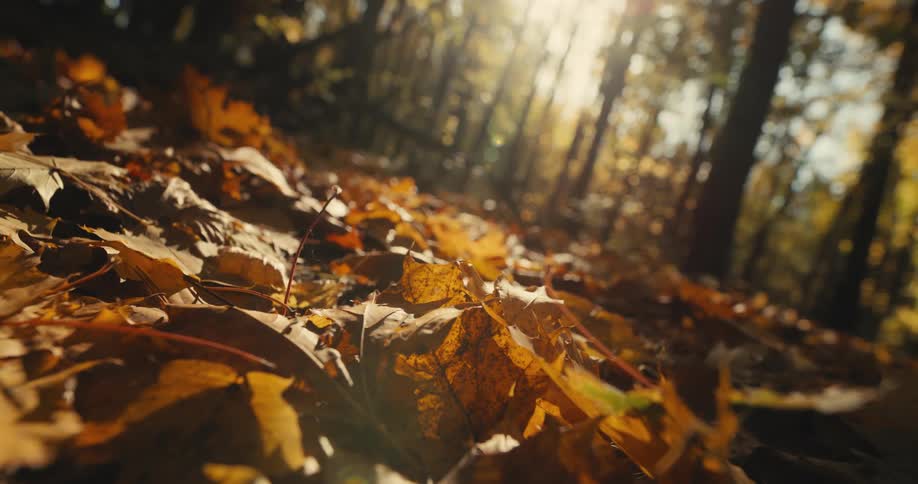 The ground is covered by fall leaves in a forest