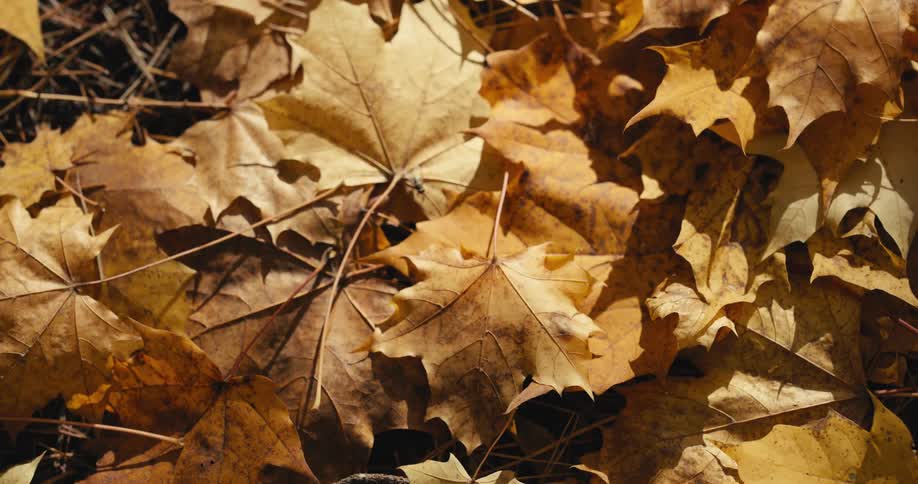A fly lands on a pile of fall leaves that are covering the ground