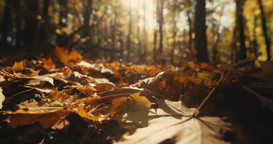 Close up view of fallen leaves in a forest area
