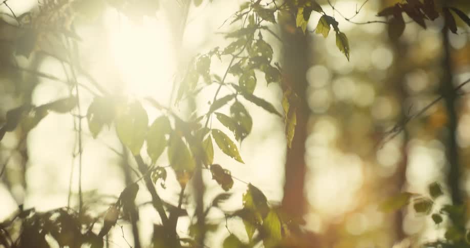 The sun shines through green tree branches in the forest