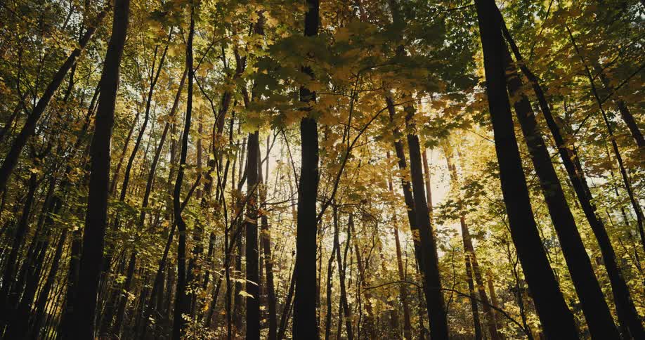 Trees stand tall in the forest as the sun shine through golden fall colored leaves