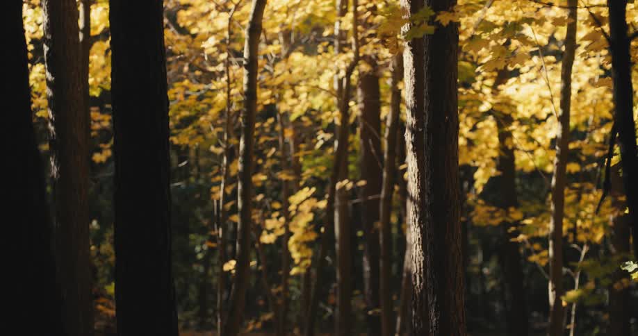 Leaves are falling off forest trees in autumn