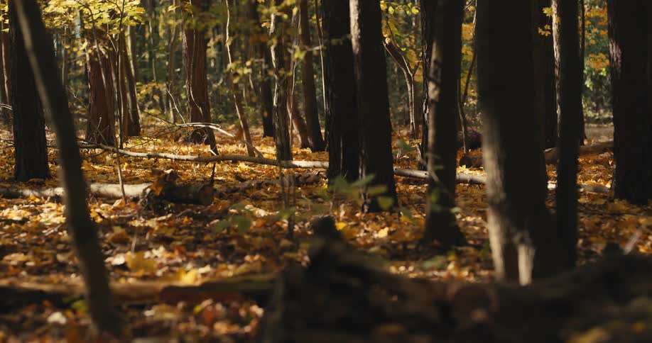Golden colored leaves cover the ground in the forest as they are falling from the trees
