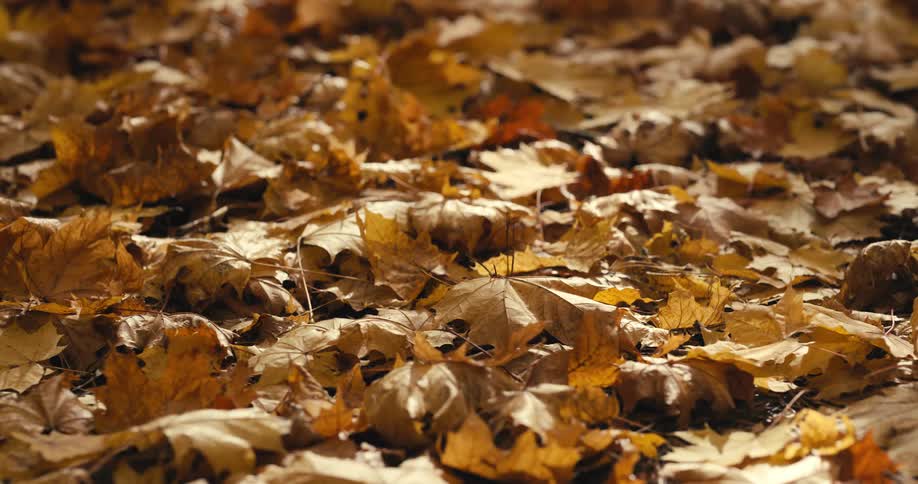 Brown leaves on ground in autumn forest