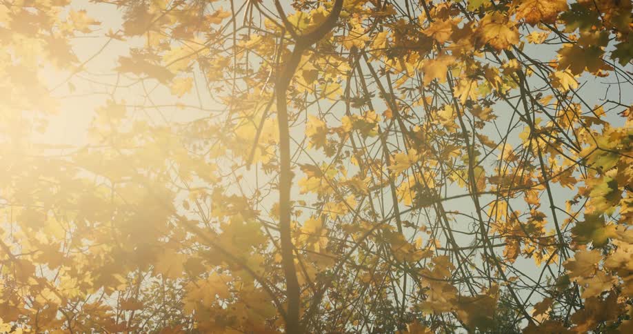Sunlight shines brightly through the trees in the forest with golden colored leaves