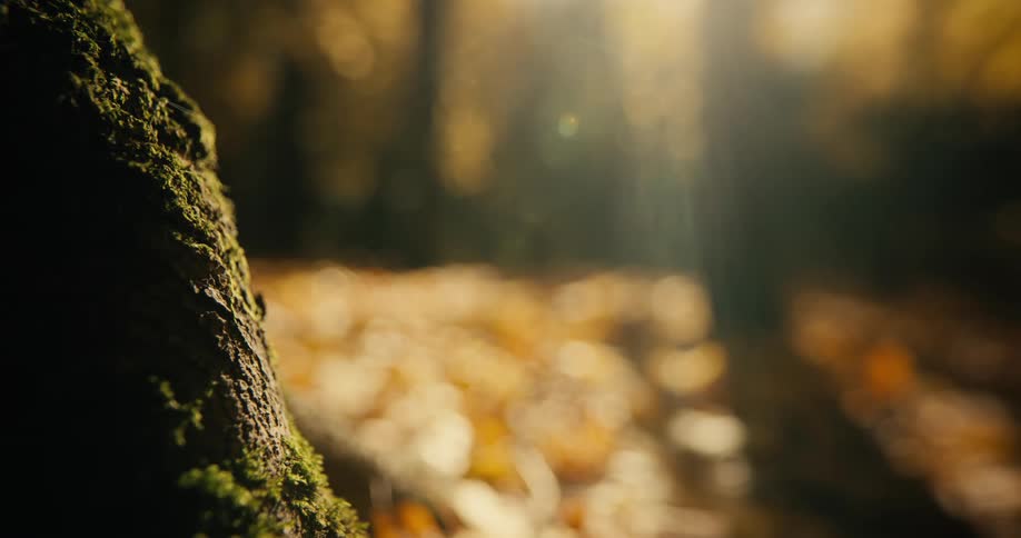 Close up of maple tree trunk and blurred brown leaves on the ground in the background