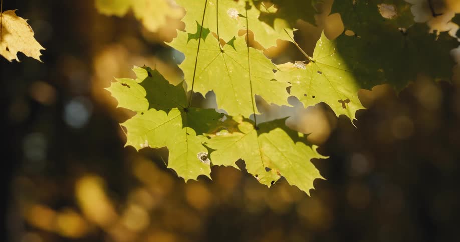 Brown maple leaves sway in the wind