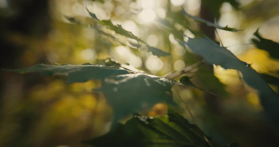 The sun shines through maple leaves in the woods
