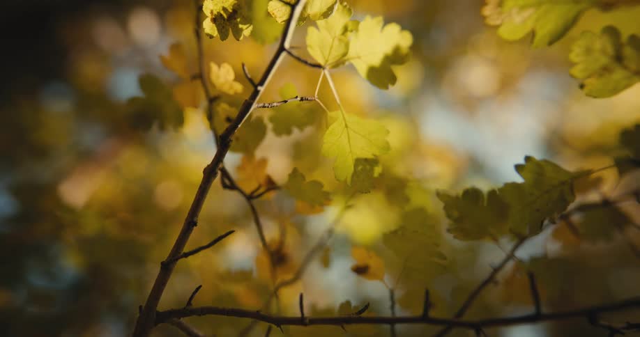 Sunlight shines on a tree branch with yellow leaves as it sways in the wind in a forest
