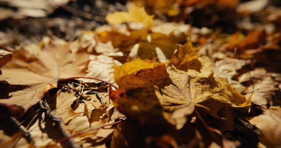 The sun shines brightly upon leaves on the ground in golden fall colors as they fall in the woods