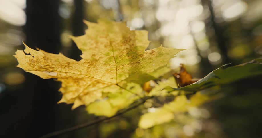 A thin branch with golden leaves is softly blowing on a sunny day