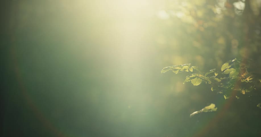 The sun is setting in a wooded area during spring