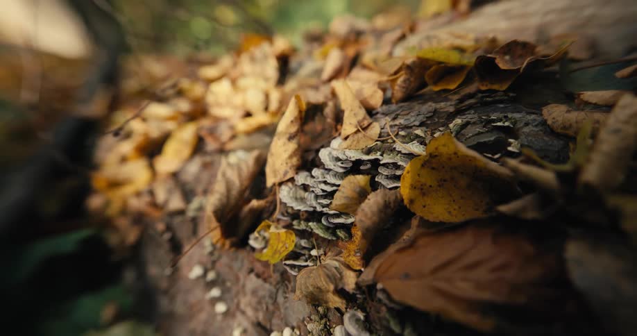 There is a fallen tree in the woods