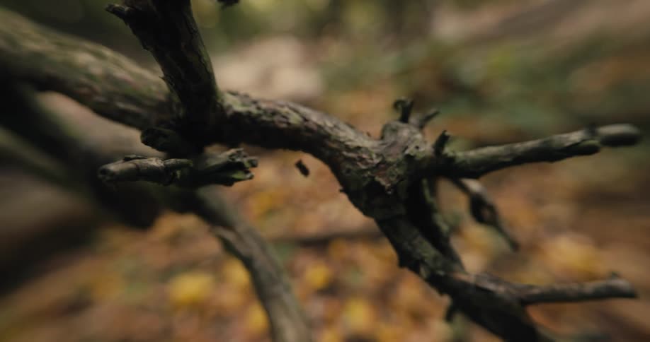 Close up view of a branch on a tree is displayed