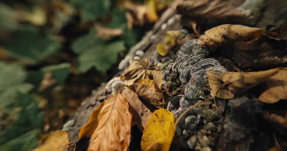 Close up view of the forest floor is displayed