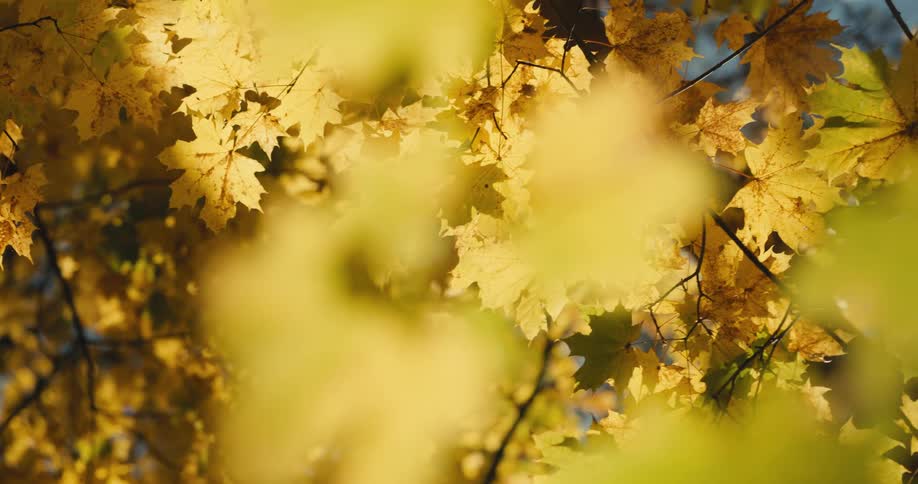The sun shines brightly upon trees with golden leaves in fall colors