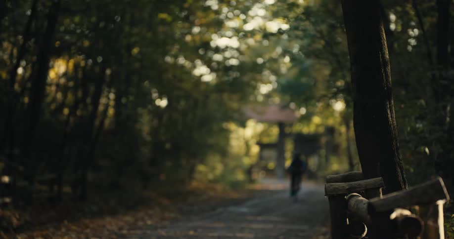 Person rides bicycle on country road through forest