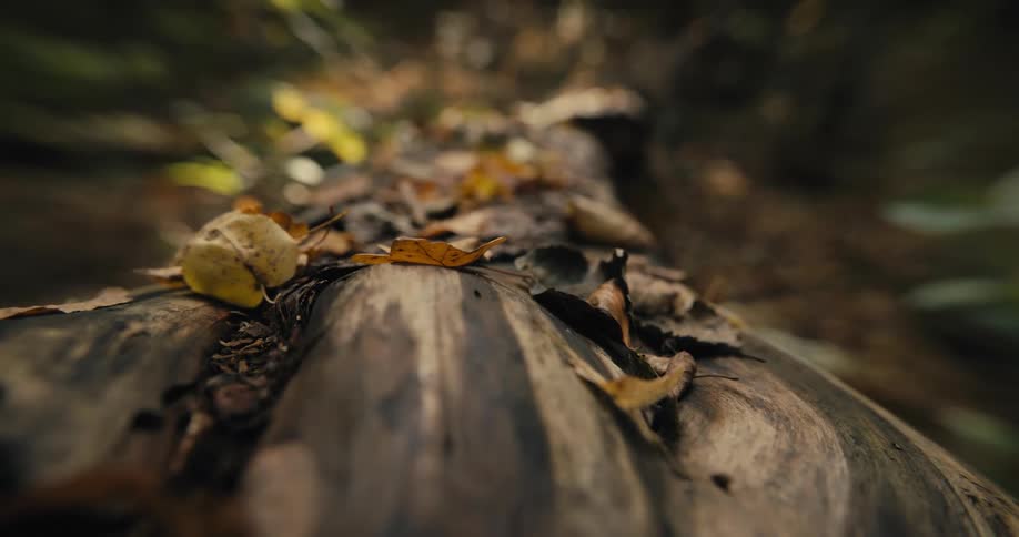 Wood and foliage on the ground