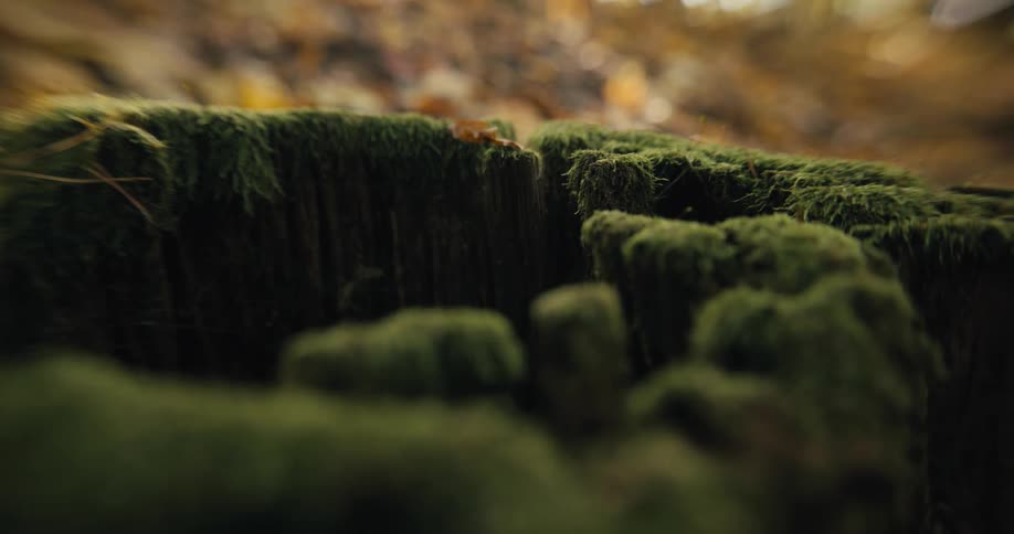 Moss and fall leaves are covering the ground