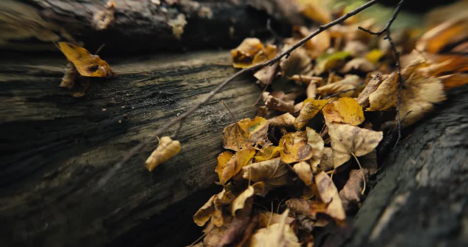 Close up of brown leaves and fallen tree in autumn forest