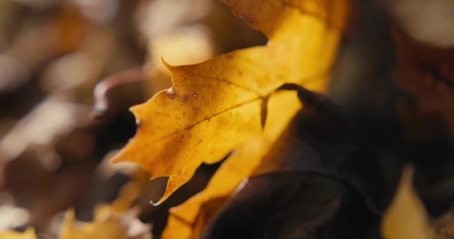 An orange fall leaf is gently wiggling as the breeze blows