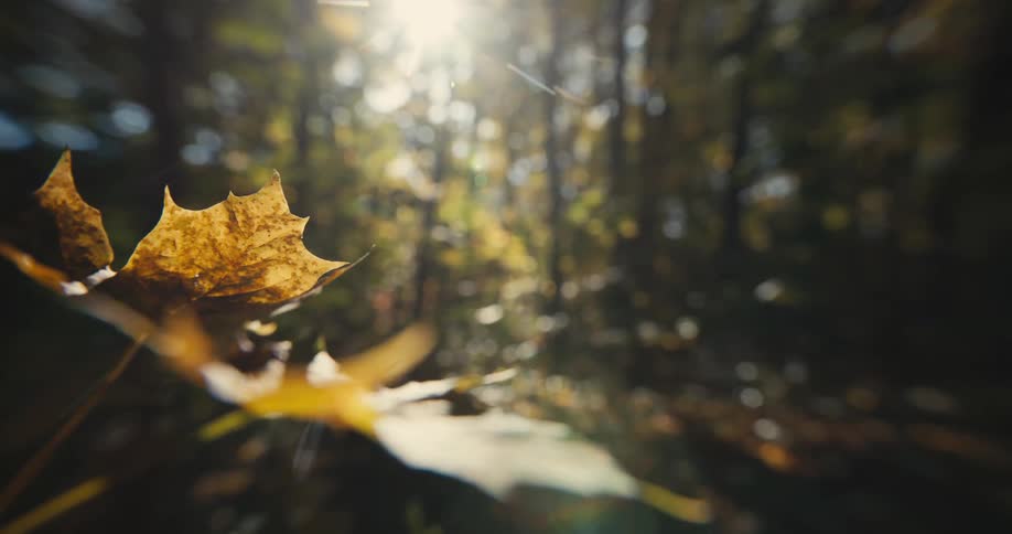Fall leaves are swaying in the breeze in a forest