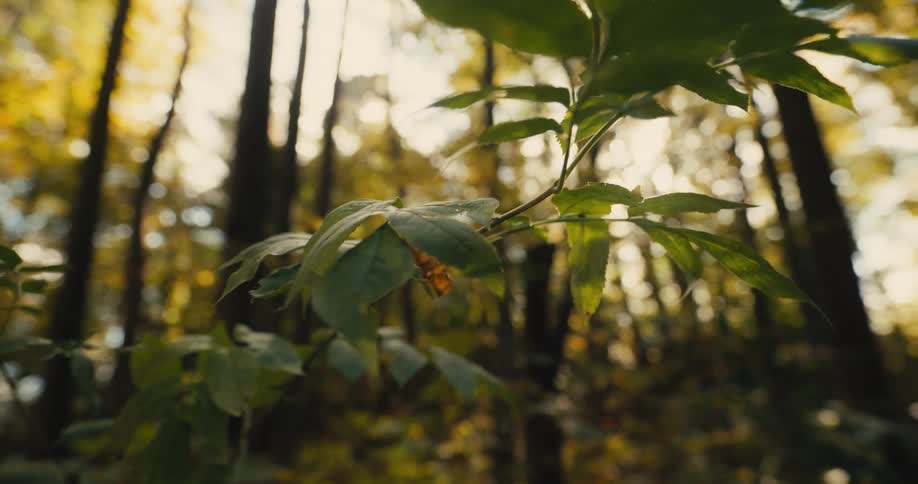 A plant in the forest moves in the breeze as the sun shines brightly through trees with golden fall colored leaves