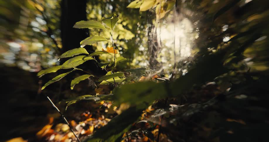 Small plants grow below tall trees in the forest