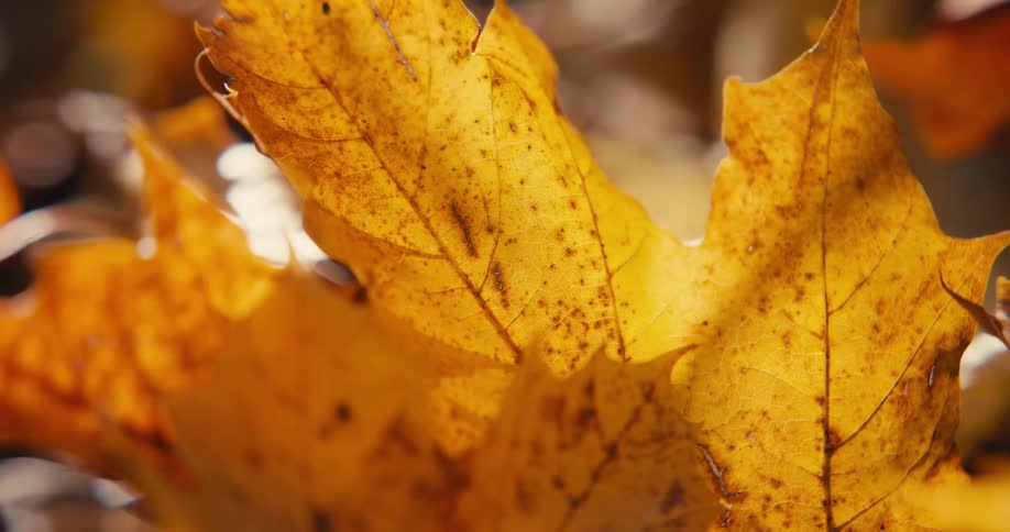 Sunlight shines on a golden yellow leaf in the woods that has turned colors in the fall