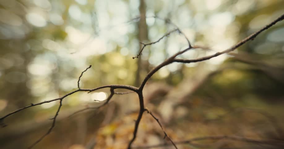 Close up of bare branch in autumn forest