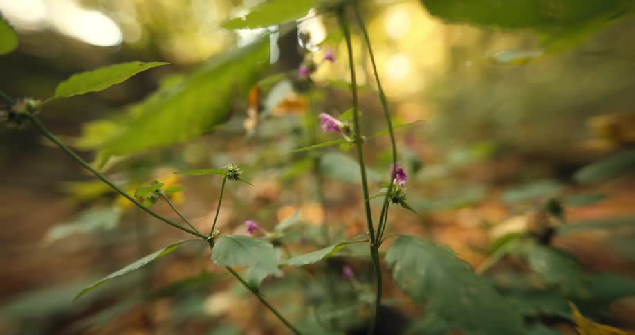 Pink flowers are blooming on a plant in a forest