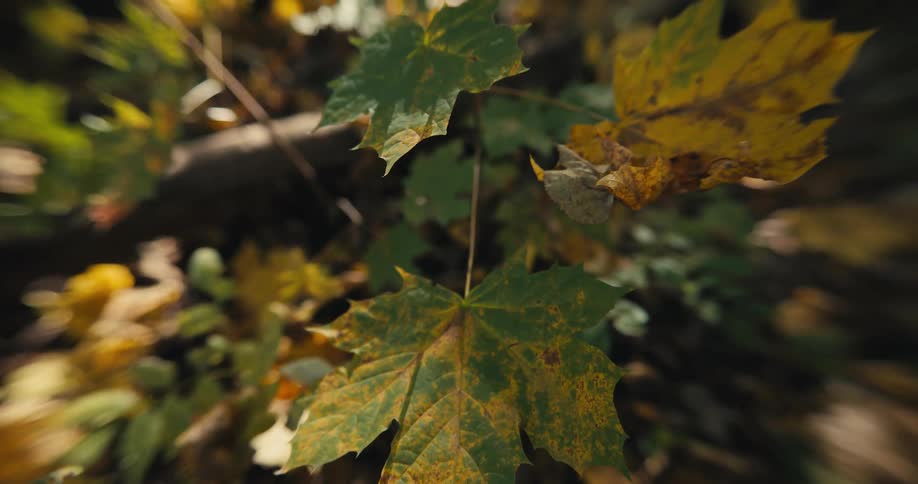 Close up of brown maple leaves in the autumn forest