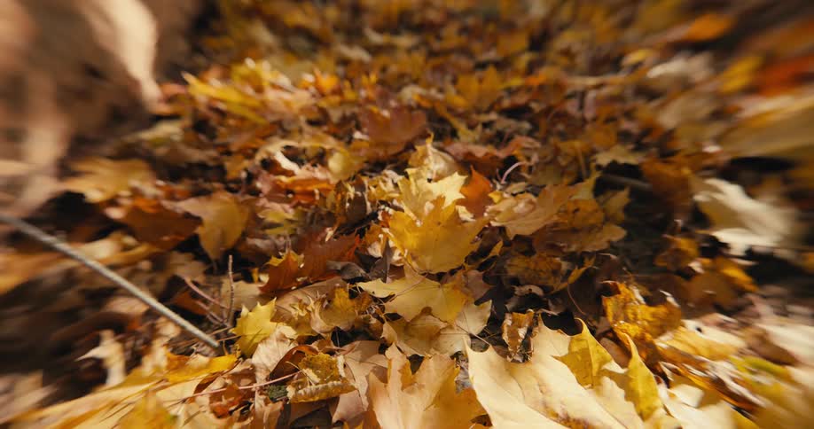 The ground is covered with leaves