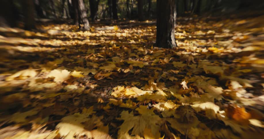 Brown maple leaves on the ground in the woods