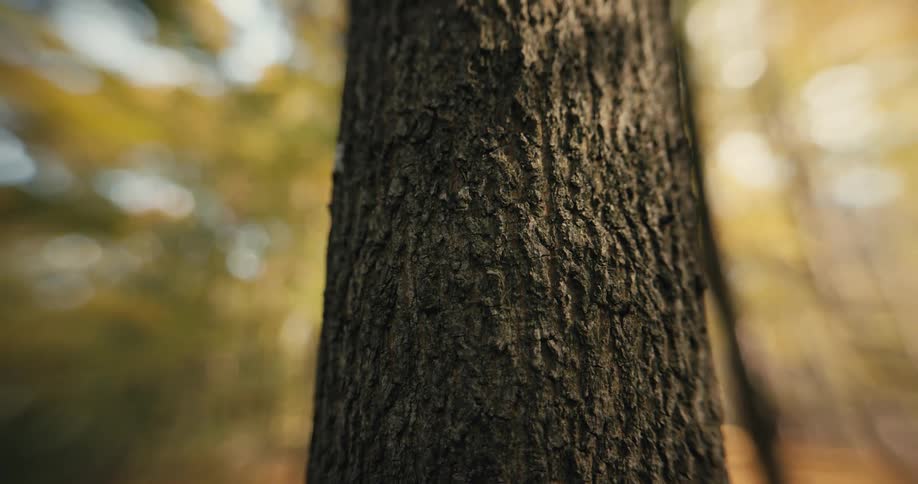 Close up of bark on a tree trunk in a forest
