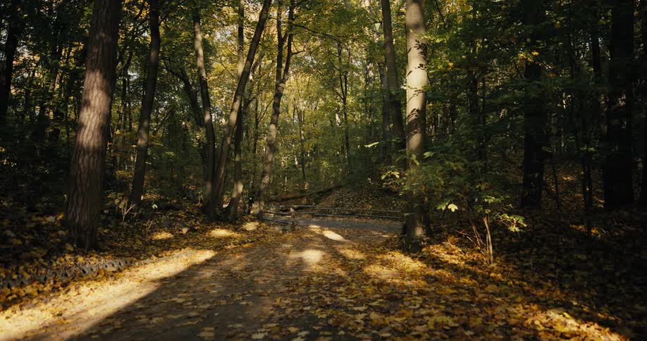 The sun shines on a path through trees in the forest with leaves in golden fall colors
