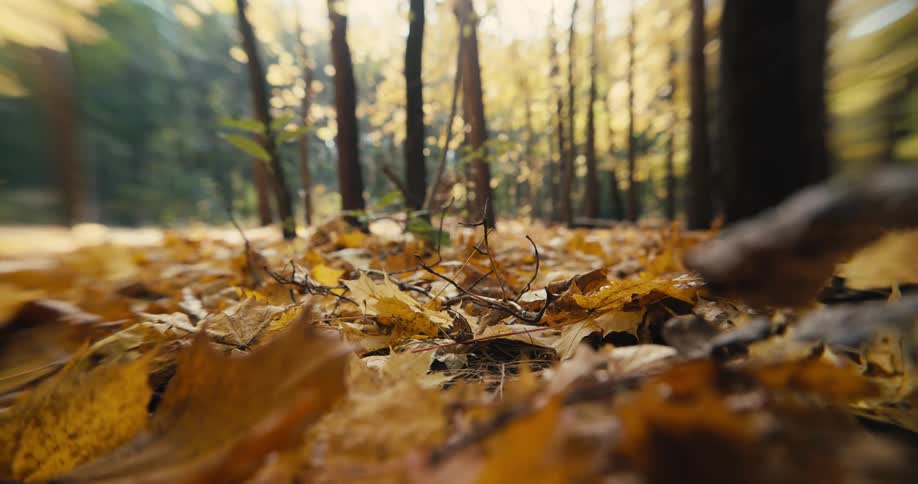 Fall leaves are covering the ground in a forest