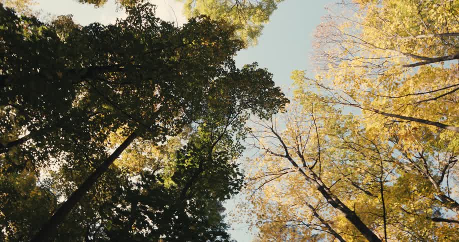 The trees are tall with yellow leaves