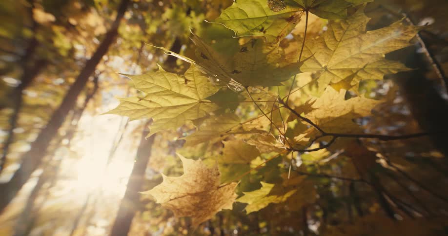 The sun shines through brown maple trees in autumn forest