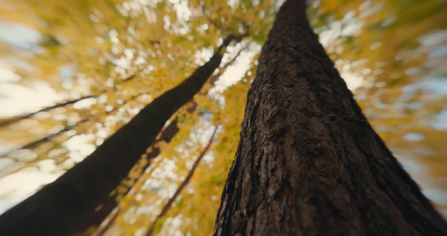 Looking up at the rough bark of tree trunks with yellow leaves high in the sky