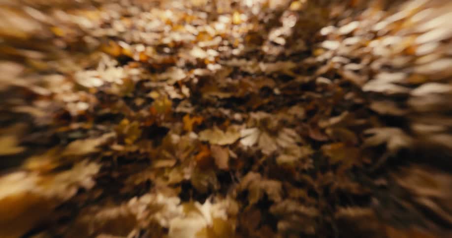 Yellow fall leaves are completely covering the ground